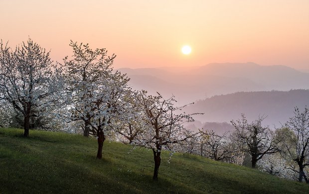 Am 28. April 2019 ist es wieder soweit: Hochstamm Suisse und Birdlife Schweiz laden zum mittlerweile traditionellen 16. nationalen Tag der Hochstammbäume ein. (Bild Hochstamm Suisse)