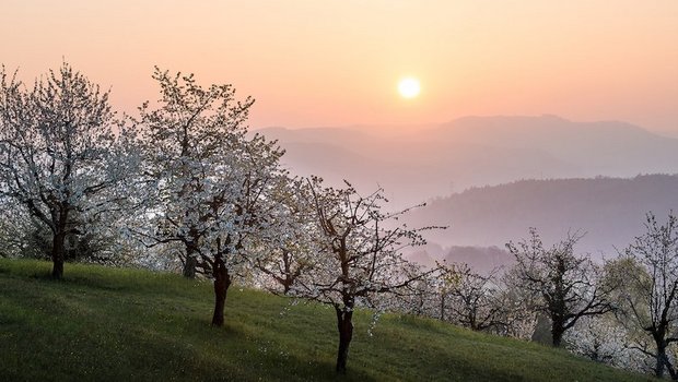 Am 28. April 2019 ist es wieder soweit: Hochstamm Suisse und Birdlife Schweiz laden zum mittlerweile traditionellen 16. nationalen Tag der Hochstammbäume ein. (Bild Hochstamm Suisse)