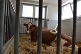 Kuh Flurina gehört der Nutztierklinik. Als Pansensaft-Spenderin wurde ihr eine Fistel eingesetzt. Durch diesen Deckel geht es direkt in den Pansen der Kuh. (Bild jsc) 