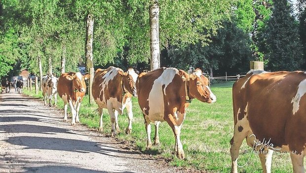 Wiesenmilchproduzentinnen auf dem Gang zur Weide. Welche von ihnen wird wohl in den B-Milch-Kanal liefern? «Unverständlich für uns Bauern», sagt IP-Suisse-Präsident Andreas Stalder. 