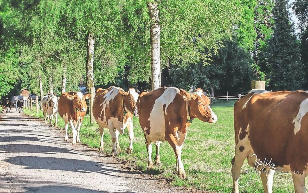 Wiesenmilchproduzentinnen auf dem Gang zur Weide. Welche von ihnen wird wohl in den B-Milch-Kanal liefern? «Unverständlich für uns Bauern», sagt IP-Suisse-Präsident Andreas Stalder. 