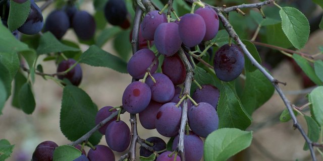 In der Schweiz werden auf 300 Hektaren Zwetschgen angebaut. (Bild lid)