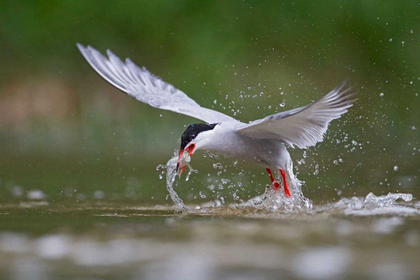 Perfektes Timing: Dieses Bild einer fischenden Flussseeschwalbe landete auf Platz drei.  (Foto: © Arto Juvonen)
