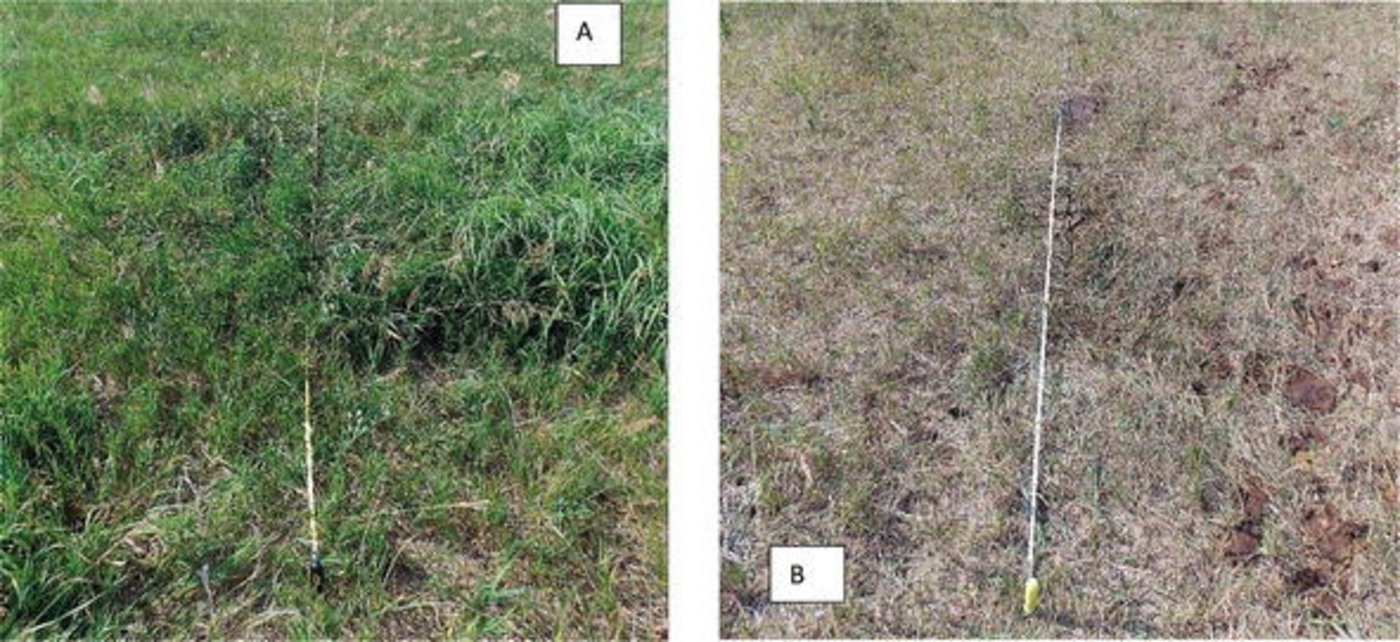 Eine Studie aus den USA zeigt die Wirkung der Weidestrategie. (Bild IntechOpen)
