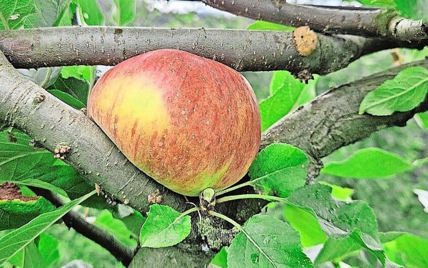 Infolge der langen und intensiven Regenphasen war es für die Zentralschweizer Obstproduzenten 2024 oftmals ungemütlich.