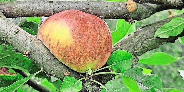 Infolge der langen und intensiven Regenphasen war es für die Zentralschweizer Obstproduzenten 2024 oftmals ungemütlich.