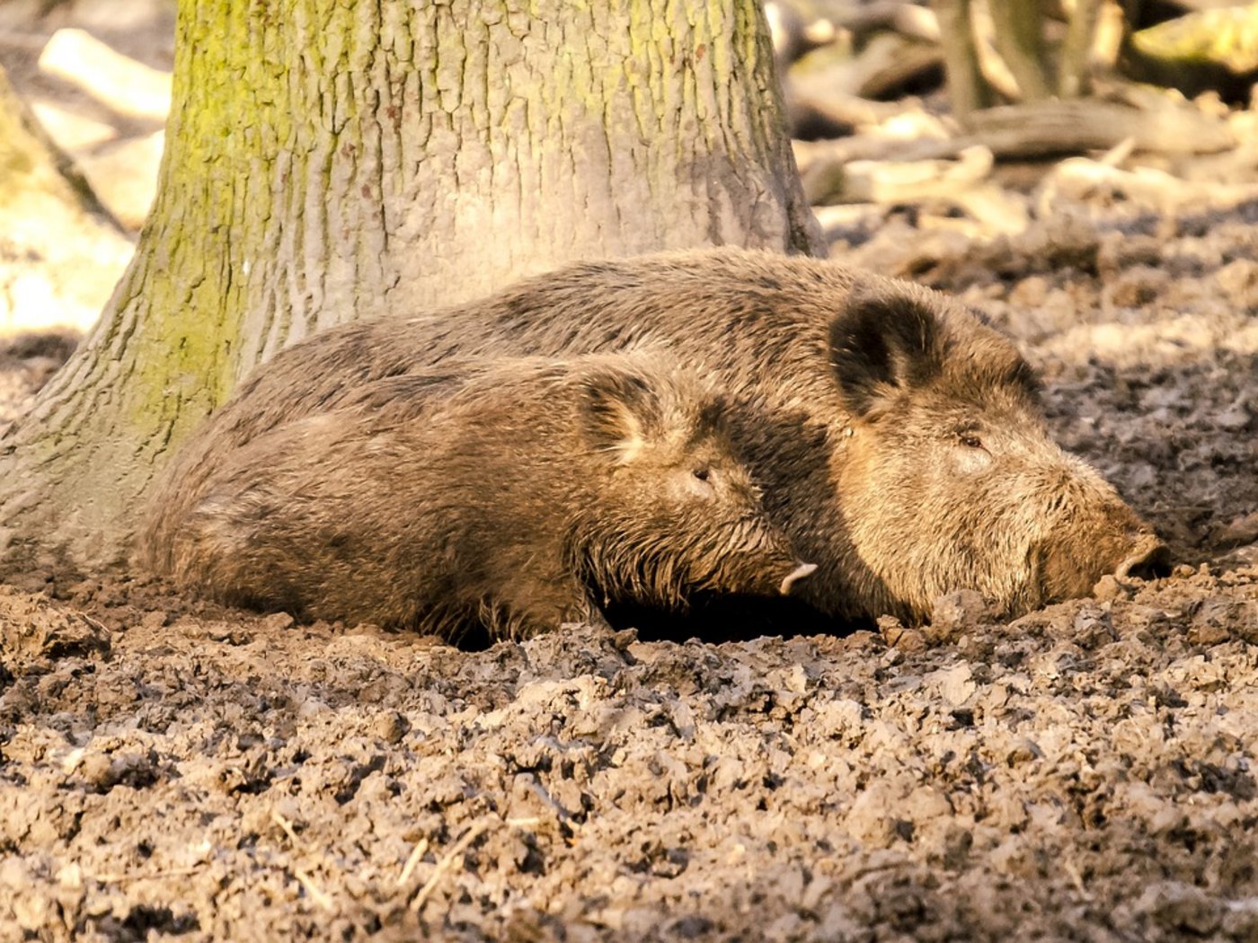Wildschweine können die Afrikanische Schweinepest (ASP) übertragen. (Symbolbild Pixabay)