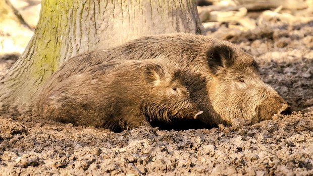 Wildschweine können die Afrikanische Schweinepest (ASP) übertragen. (Symbolbild Pixabay)