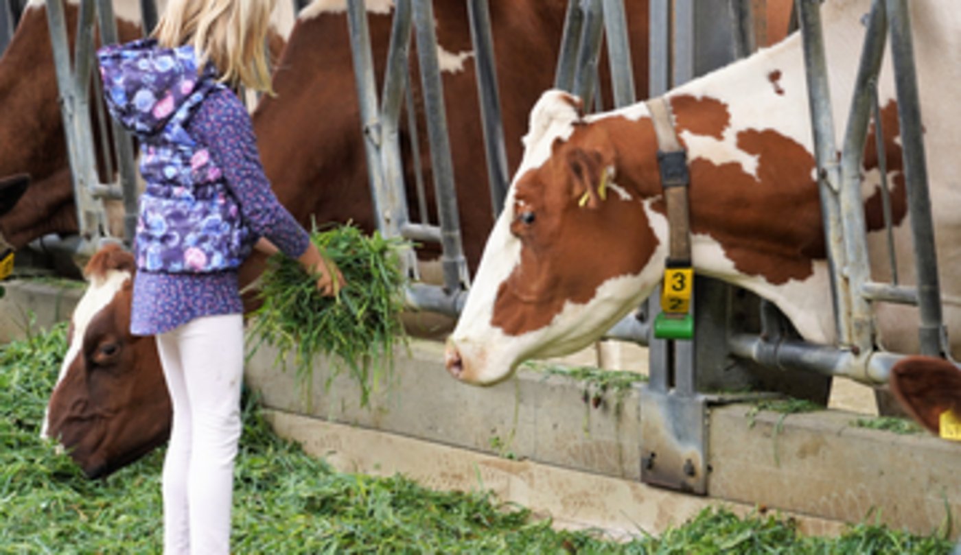 Durch den Kontakt mit Bauernhoftieren wird am Ebenraintag eine Brücke geschlagen zwischen der Bevölkerung und der Landwirtschaft. (Symbolbild stallvisite.ch)