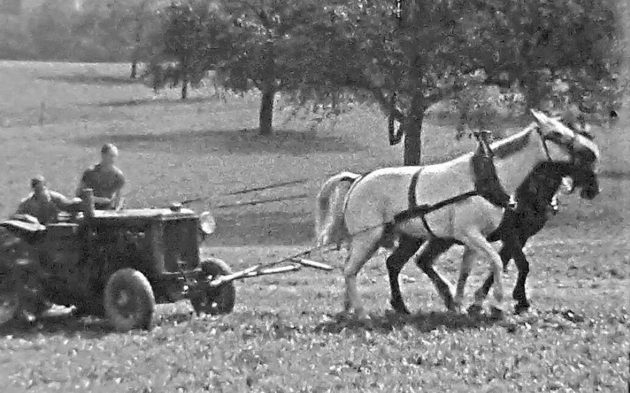 Franz Ineichen hielt filmisch fest, wie auf seinem Sentenhof in Muri AG, dem damals grössten Landwirtschaftsbetrieb der Schweiz, gearbeitet wurde, und dokumentierte dabei die vielschichtige Zusammenarbeit von Menschen, Tieren und Traktoren.