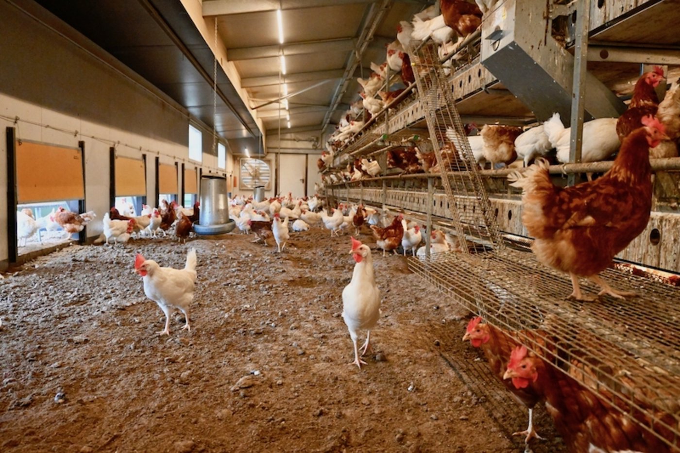 Im Stall befindet sich eine zweistöckige Voliere mit je eigenen Legenestern, Futterbändern und Tränken. Dank Förderbändern sind Entmistung und Eierentnahme automatisch.