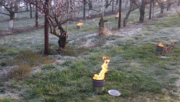 Letztes Wochenende bot sich in der Aprikosenanlage von Andreas Wegmann dieses Bild. Es dürfte nicht das letzte Mal gewesen sein, dass der Obstbauer wegen drohenden Frostschäden Kerzen anzünden muss. (Bild Roland Müller)