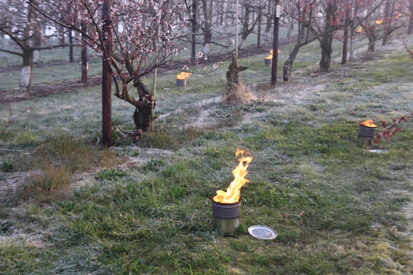 Letztes Wochenende bot sich in der Aprikosenanlage von Andreas Wegmann dieses Bild. Es dürfte nicht das letzte Mal gewesen sein, dass der Obstbauer wegen drohenden Frostschäden Kerzen anzünden muss. (Bild Roland Müller)