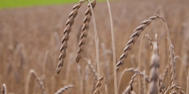 Für Urdinkel werden weitere Flächen gesucht. (Bild lid)