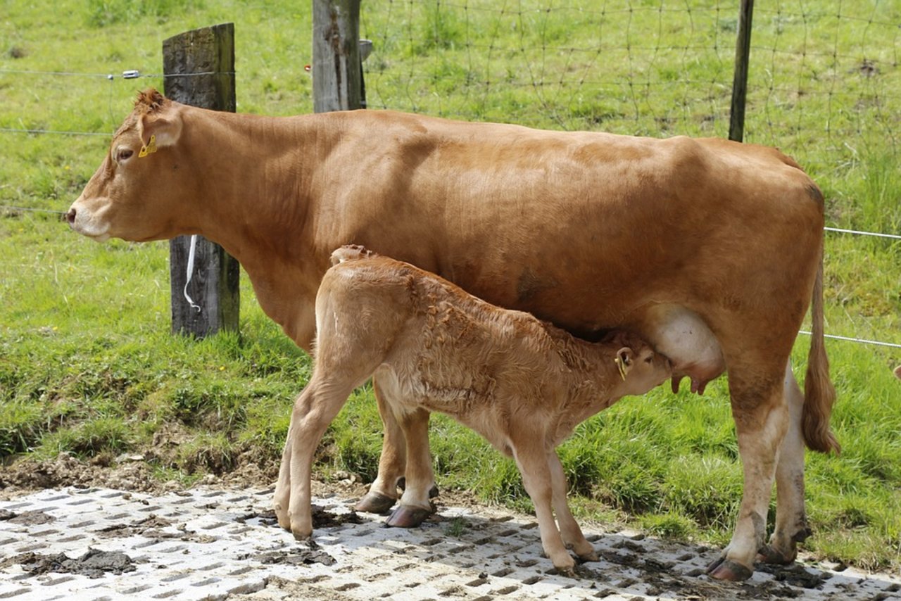 Der Herdbook-Award von Mutterkuh Schweiz geht an Fleischrinder mit hervorragender Lebensleistung. (Bild Pixabay)