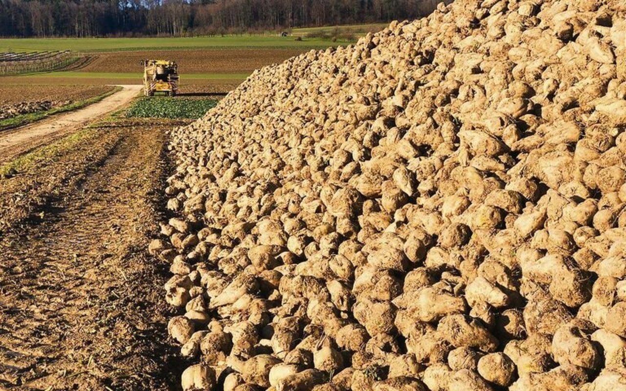 Die Zuckerrüben nicht zu lange am Feldrand liegen lassen.