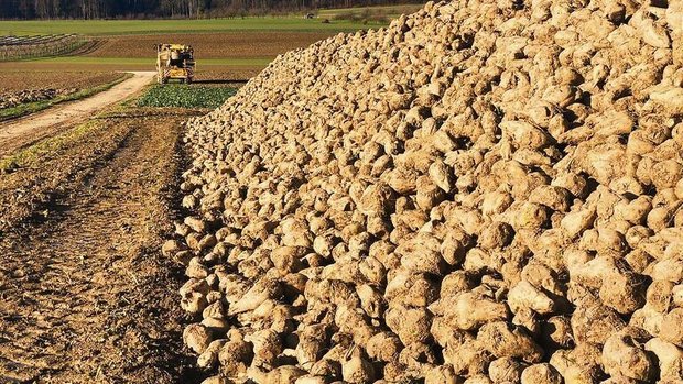 Die Zuckerrüben nich Die Zuckerrüben nicht zu lange am Feldrand liegen lassen.