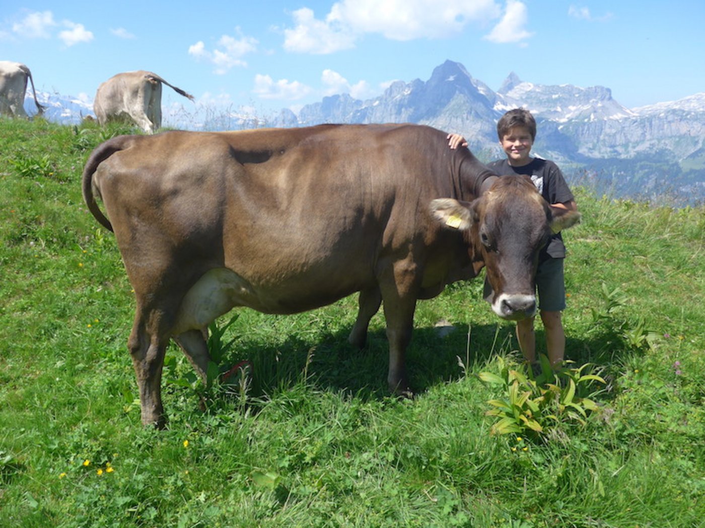 Jakob Hefti ist der Sohn des gleichnamigen Alpmeisters. Seine Lieblingskuh ist Cola, die wegen ihres dunklen Fells so heisst. Im Hintergrund erkennbar ist der Ortstock. 