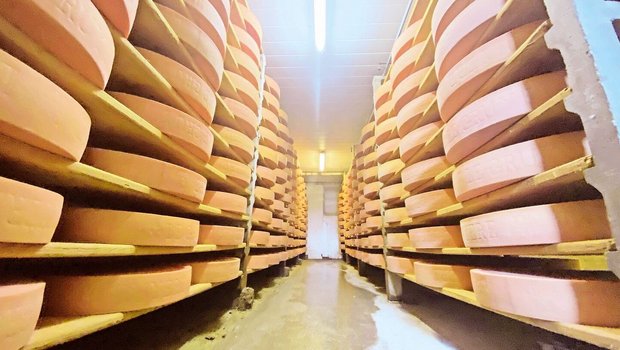 Die Käsereien gerate Die Käsereien geraten von zwei Seiten unter Druck: Im Ausland sparen die Konsument(innen) an den Premium-Produkten, im Inland steigt der politische Druck für höhere Milchpreise.