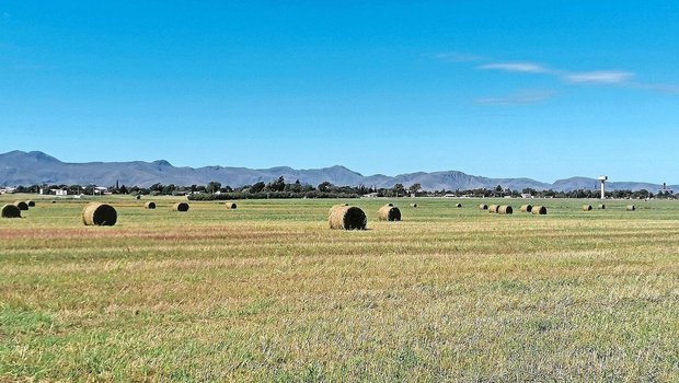 Unerwartet, aber willkommen: Nach der Dinkelernte kam Regen, welcher die Ausfallhirse vom Vorjahr zum Leben erweckte und uns unerwartet 159 Grossballen einbrachte.