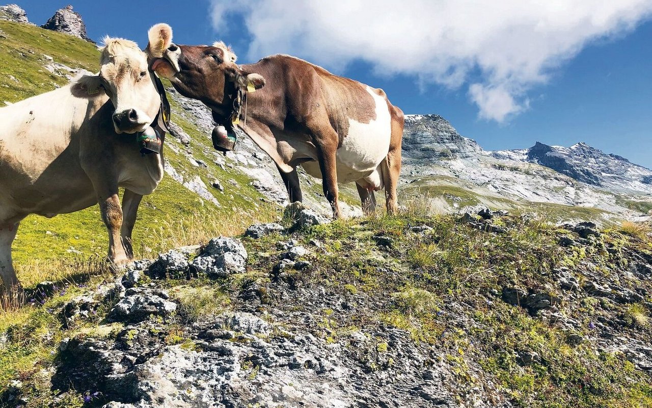 Früher es üblich, dass auf den Alpen mehrere Personen mit dem Unterhalt der Weide beschäftigt waren.