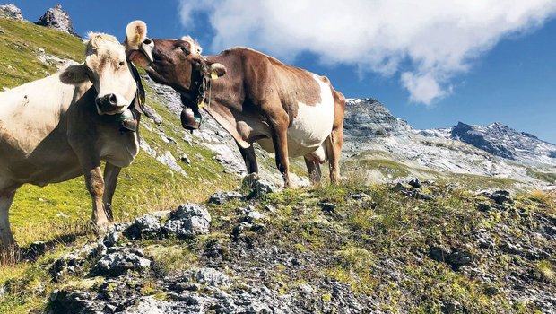 Früher es üblich, dass auf den Alpen mehrere Personen mit dem Unterhalt der Weide beschäftigt waren.