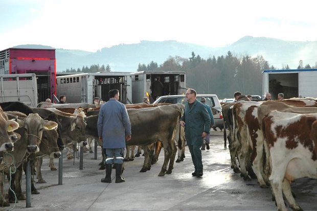 Die gestrigen Schlachtviehmärkte waren wegen der unklaren Lage abgesagt worden. (Bild BauZ)