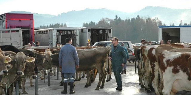 Die gestrigen Schlachtviehmärkte waren wegen der unklaren Lage abgesagt worden. (Bild BauZ)