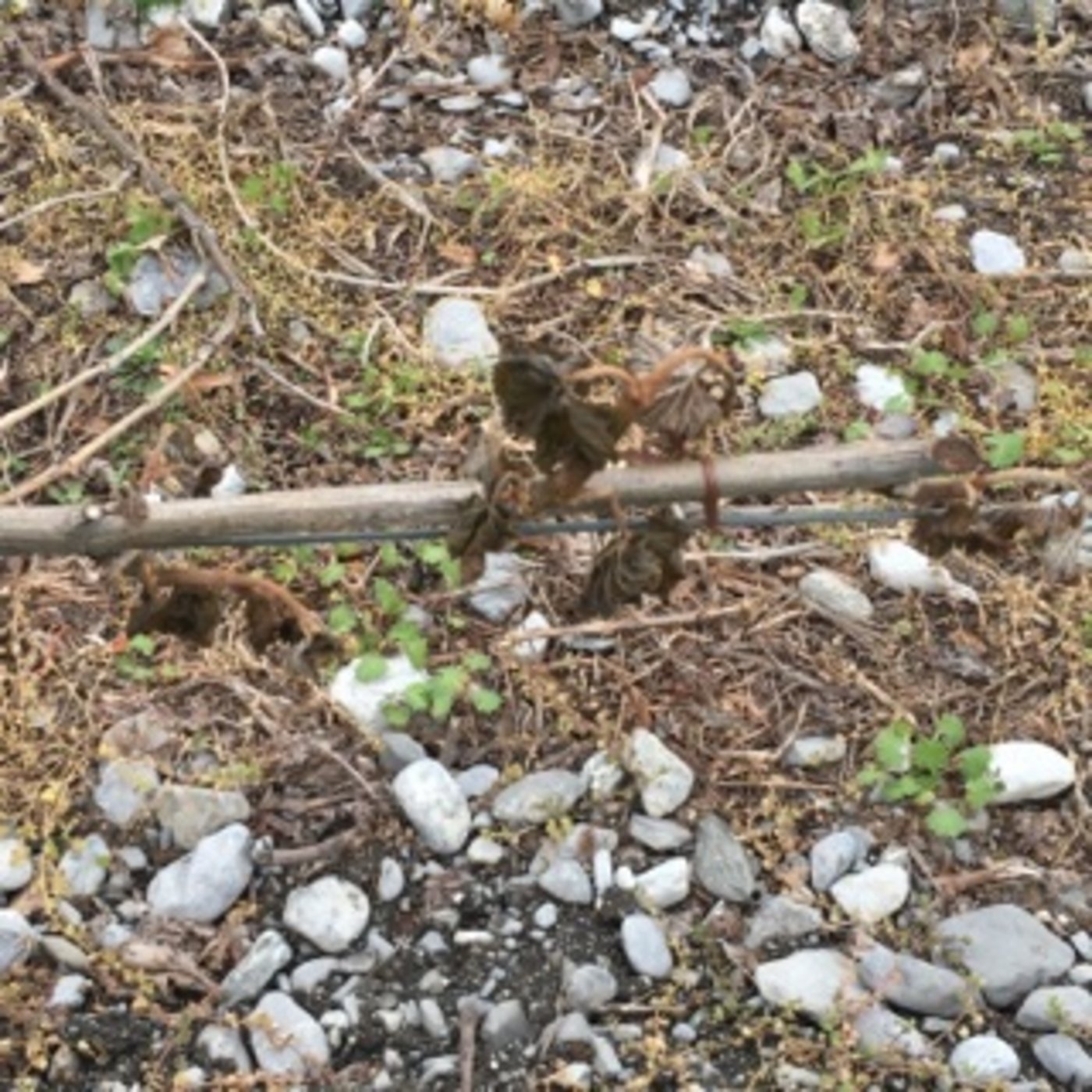 Im Wallis hat der Frost die Reben brutal und teilweise flächendeckend geschädigt. (Bild Jacques Bourgeois / SBV)