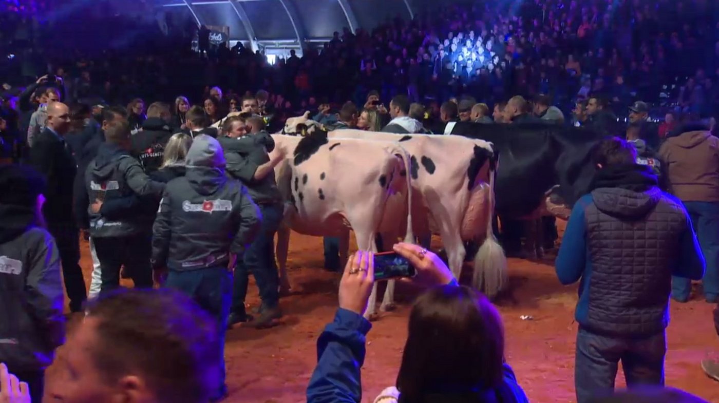 Die Schweiz feiert einen Dreifach-Sieg: Champion Chelios Heline, Reserve Dempsey Espirit und Mention Doorman O'Katrysha (v. r. n. l.)