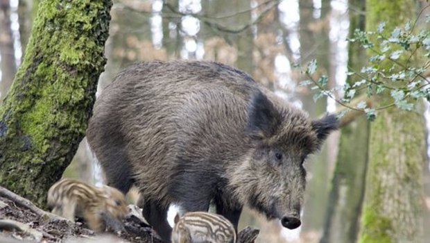 Die Afrikanische Schweinepest kann Wildschweine, aber auch Hausschweine heimsuchen. (Bild Pixabay)
