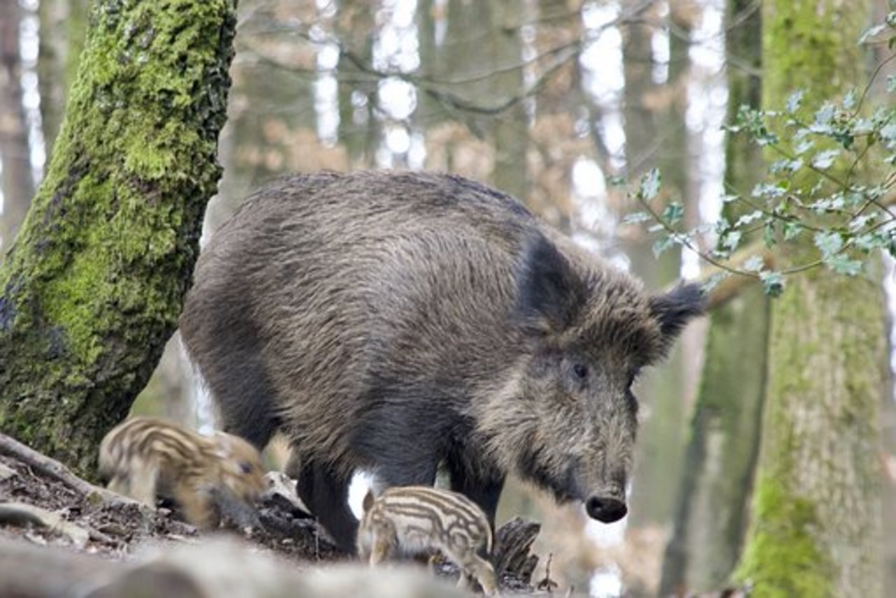 Die Afrikanische Schweinepest kann Wildschweine, aber auch Hausschweine heimsuchen. (Bild Pixabay)