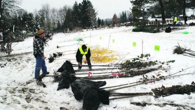 Die Käufer suchen sich die Bäume aus. (Bilder Michael Götz)