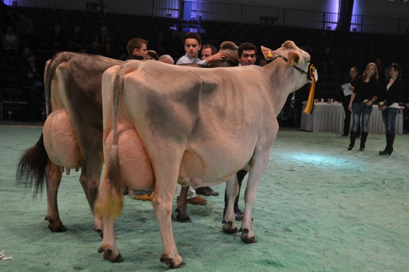Schöneuter Senior (rechts): Wendelins Moiado Legassy, Wendelin Casutt-Cathomen, Falera   Reserve Schöneuter Senior: Schmibach's Collection Corella, Schauteam Gisler - Pflug und Beni Schmid, Romoos