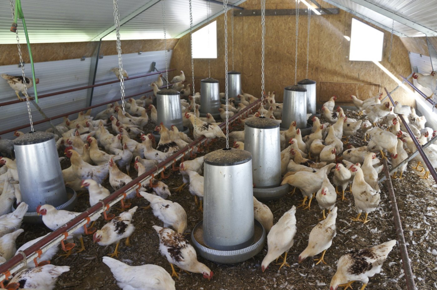 Blick in den Stall von Roman Clavadetscher.