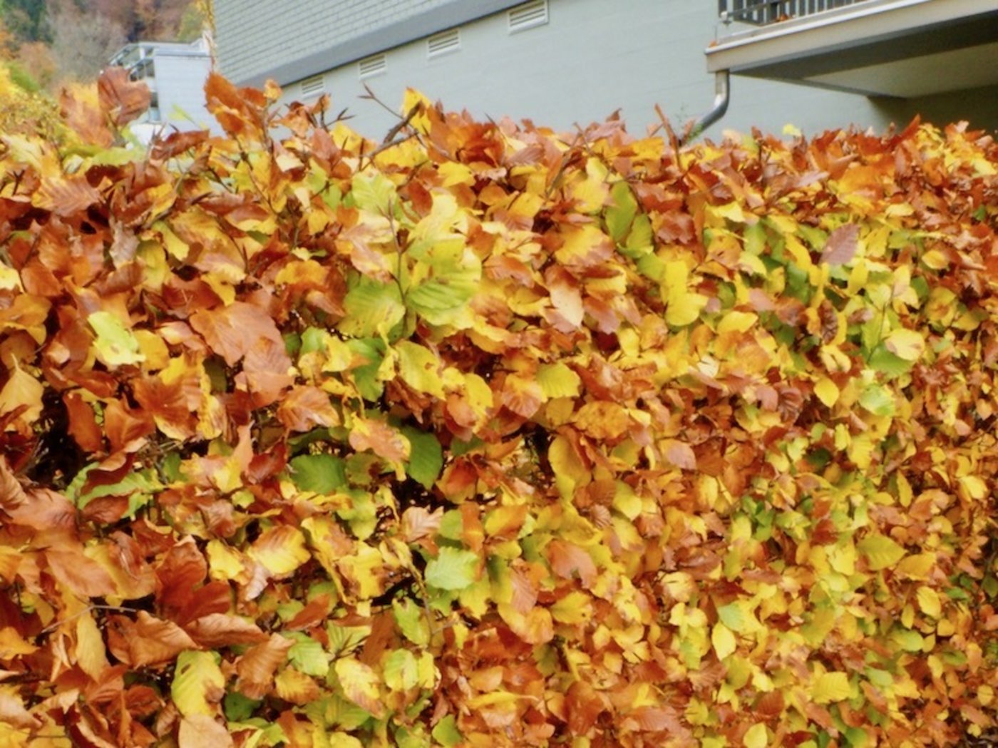 Buchen können gut als Formhecken geschnitten werden.  Sie verlieren ihr  Laub erst gegen den Frühling.