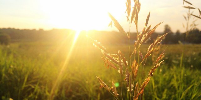 Vielerorts werden hohe Konzentrationen an Gräser-Pollen erwartet. (Bild lid)