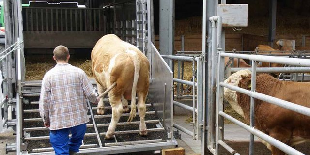 Mischt das neue App den Viehhandel auf? (Symbolbild lid)