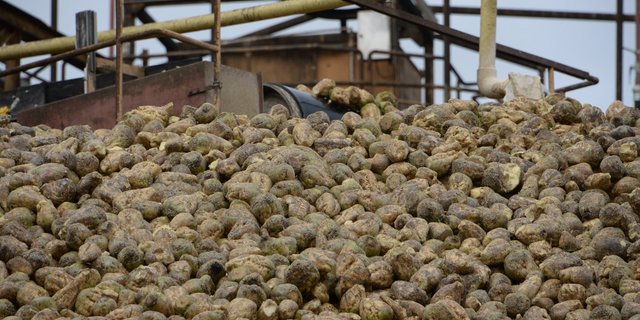 Die ausgiebigen Niederschläge führten zu einem Anstieg der Rübenerträge und damit zu einem hohen Lieferdruck. Die Zuckerfabriken mussten daher Lieferungen verschieben. (Bild BauZ)