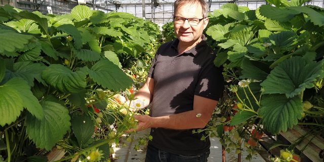 Wie bei Philipp Engel startet in diesen Tagen auf vielen Beerenbetrieben die Erdbeerernte in den Gewächshäusern. (Bild zVg)
