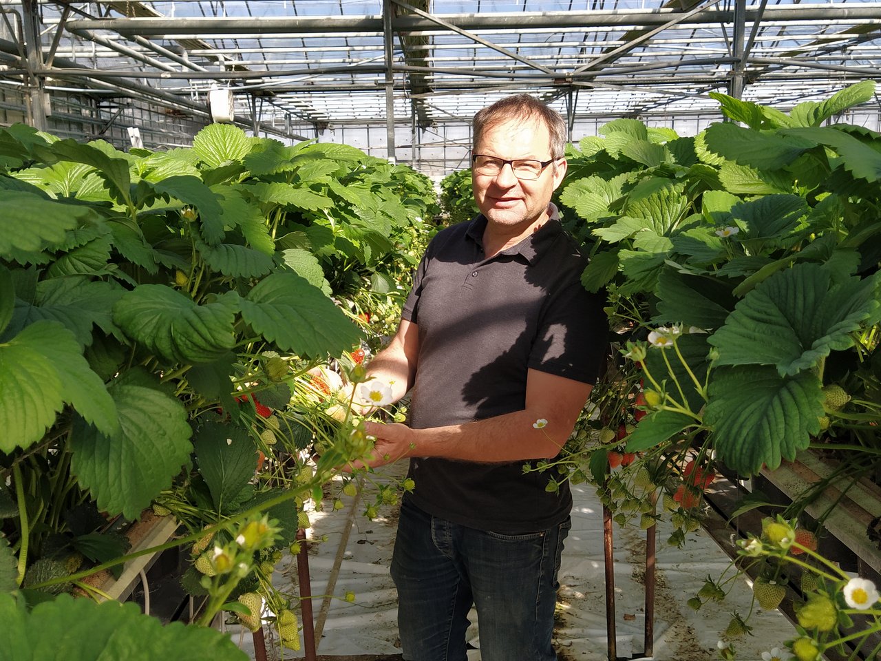 Wie bei Philipp Engel startet in diesen Tagen auf vielen Beerenbetrieben die Erdbeerernte in den Gewächshäusern. (Bild zVg)
