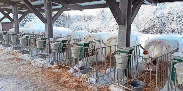 Kälber mögen keine Kälte: Viel Stroh, eine Kälberdecke und reichlich Milch helfen über den Winter.