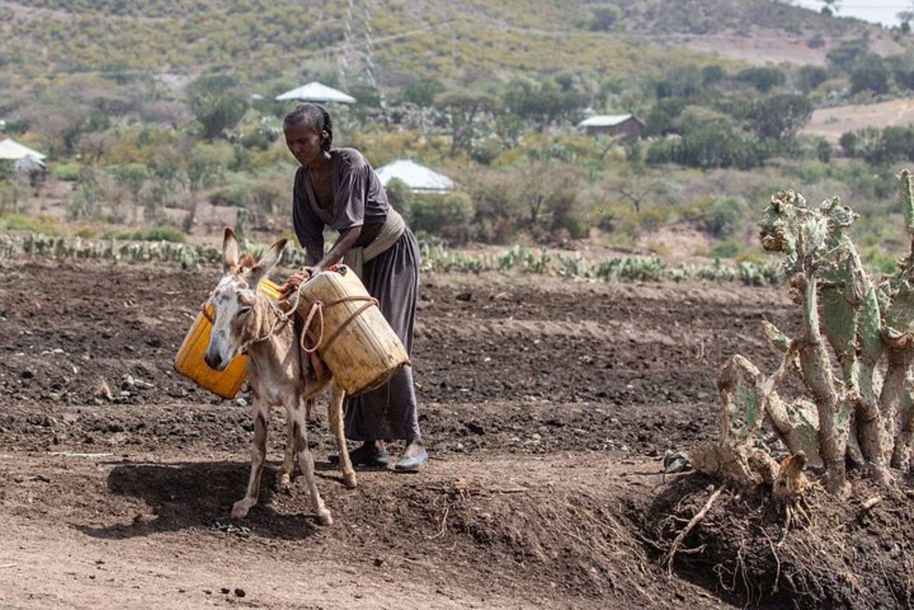 In Afrika gehören Esel zur Lebensgrundlage. (Bild Pixabay)