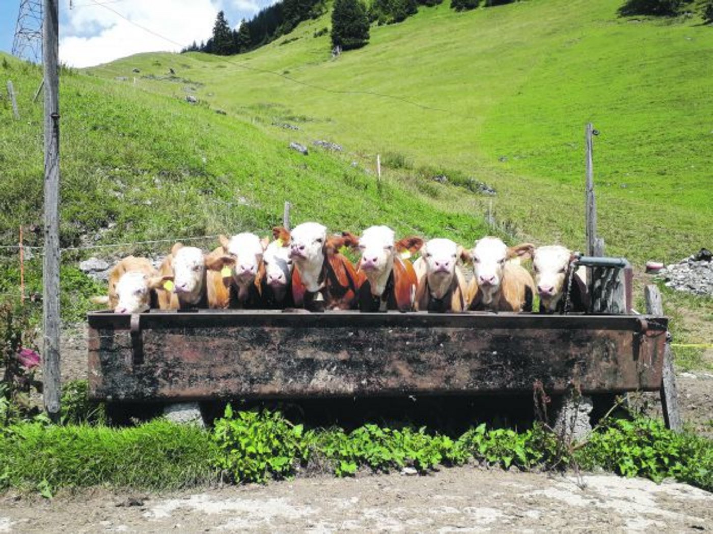 Durstige Rinder am Brunnentrog: den zweiten Platz holt sich mit diesem Bild Madelaine Buchs aus Jaun, FR. (Bild Madelaine Buchs)