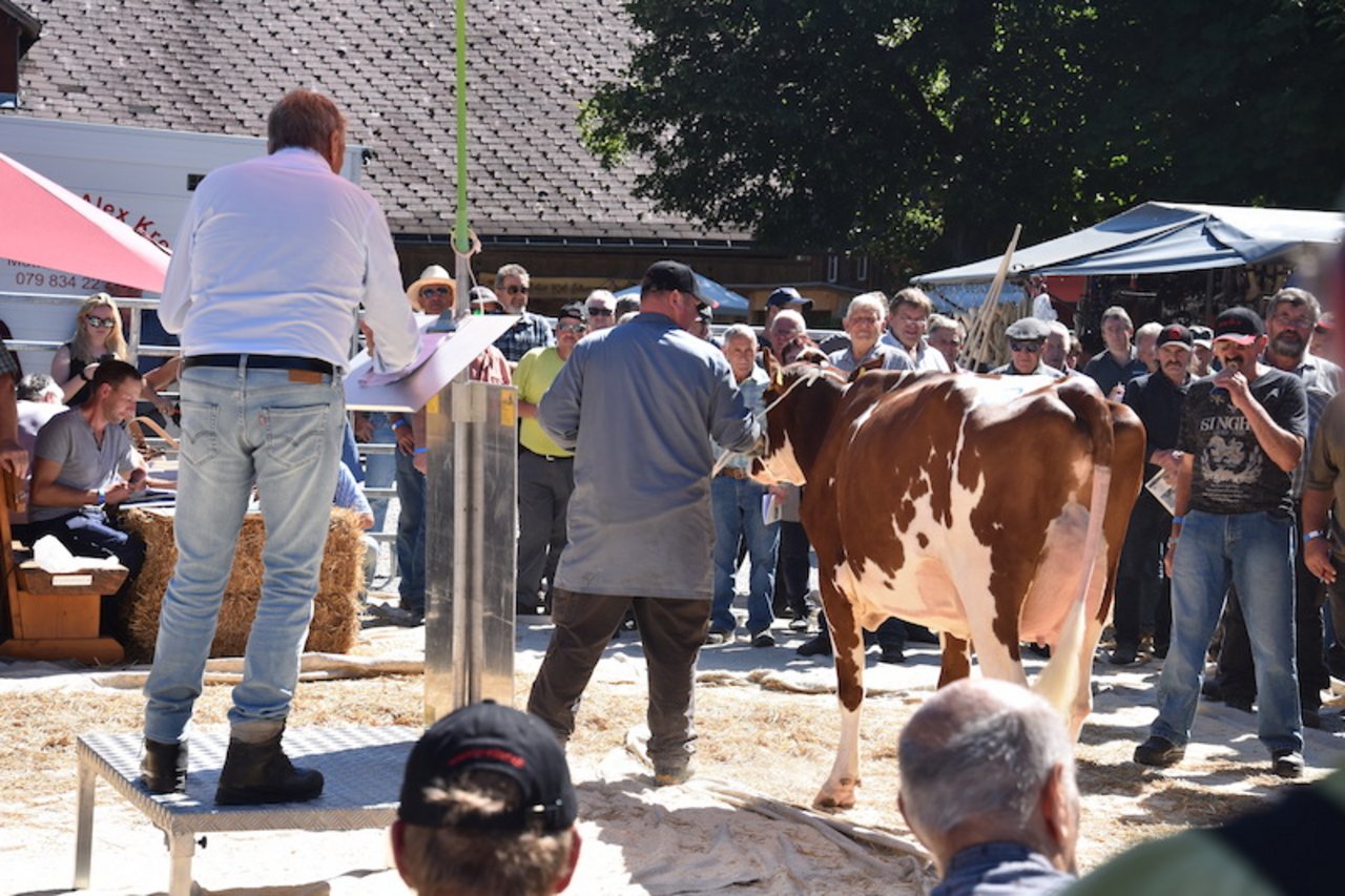 Die wunderschöne Erstlingskuh Artemis Desiree von Josef Krügel, Marbach LU, hatte ihren Preis: Sie war einem Käufer 4700 Franken Wert. 