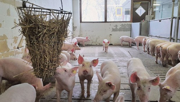 Die Schweine haben die Möglichkeit, sich frei zu bewegen und sich mit Strohraufen oder Strohwürfeln zu beschäftigen.