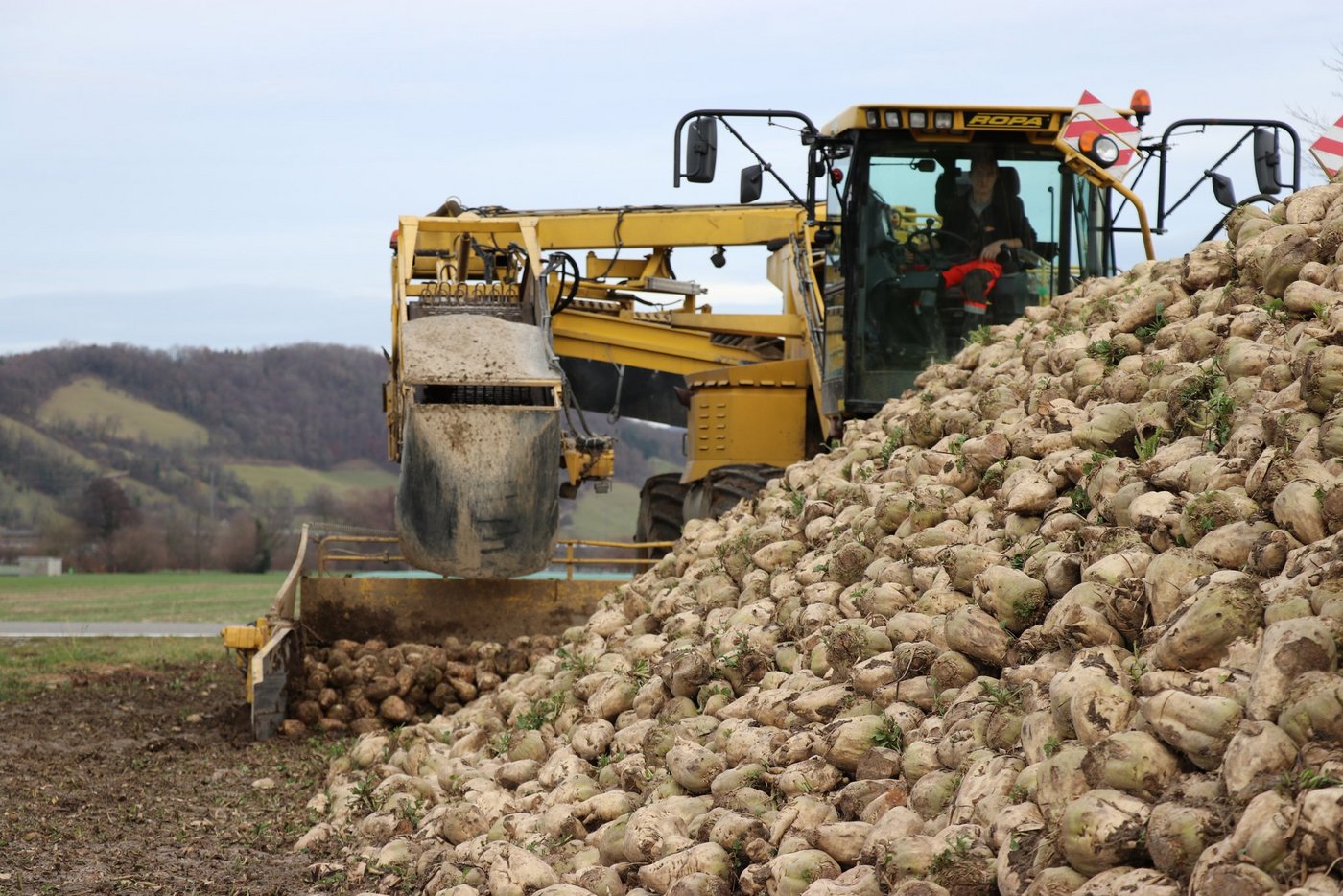 Pflanzer erhalten für ihre Rüben einen Franken mehr als beschlossen. Der Rübenanbau hat's nötig, denn auch in diesem Jahr fehlt es an Produzenten. (Bild BauZ)