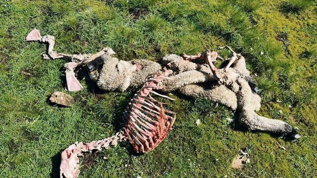 Kommen die Gänsegeie Kommen die Gänsegeier, bleibt vom Aas schon nach wenigen Stunden kaum etwas übrig.