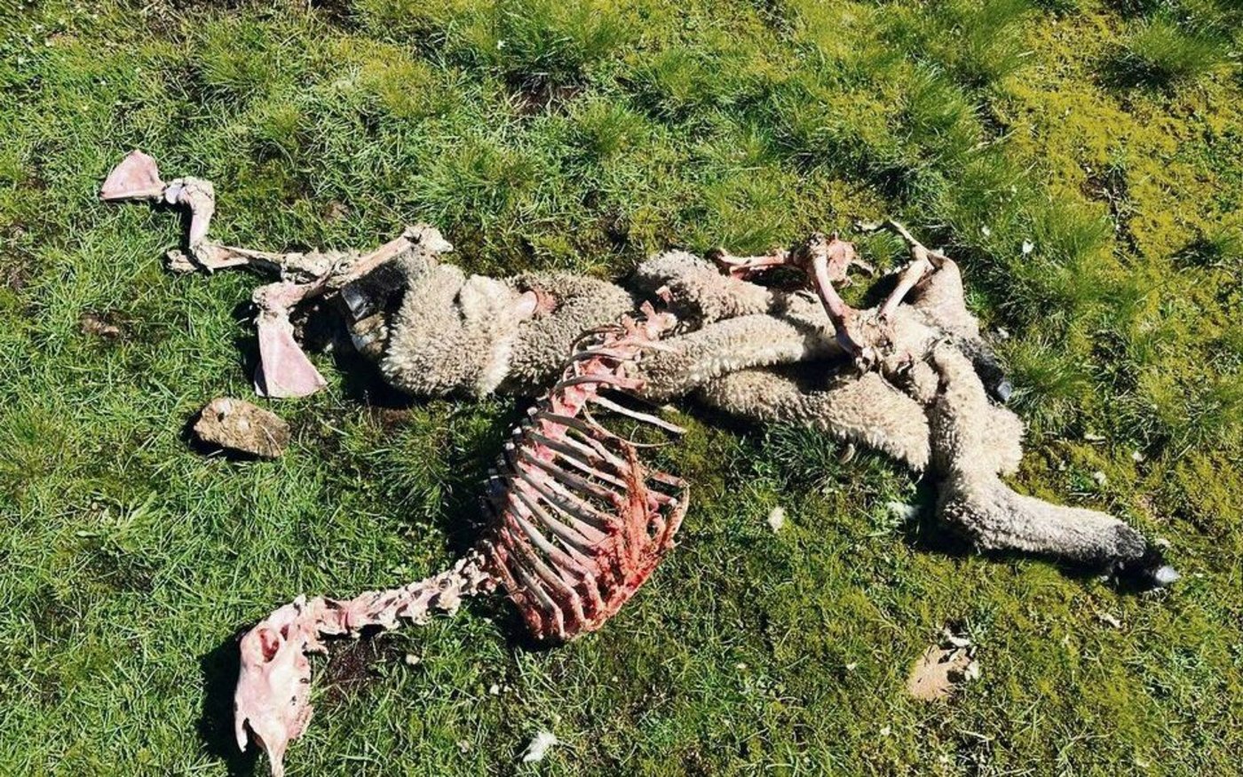 Kommen die Gänsegeier, bleibt vom Aas schon nach wenigen Stunden kaum etwas übrig.