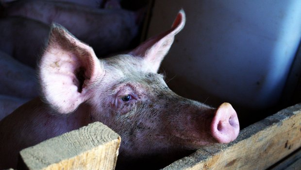 Die gesenkten Schweinepreise sollen einen Rückstau von Schlachtschweinen in den Ställen vermeiden. (Symbolbild Pixabay)